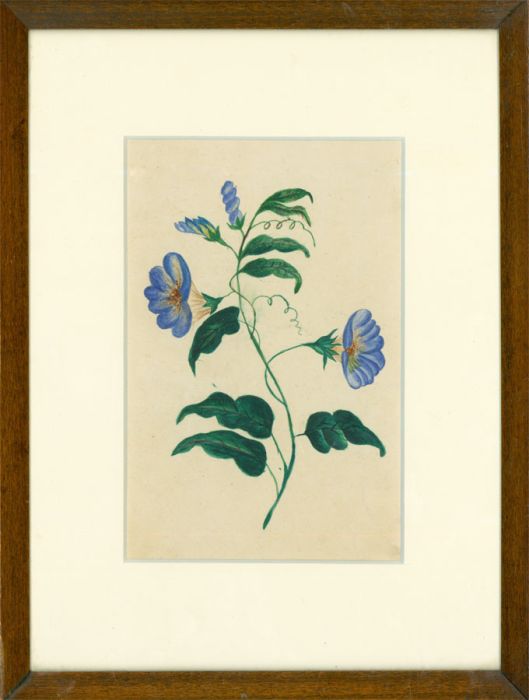 19th Century Watercolour - Perennial Flax