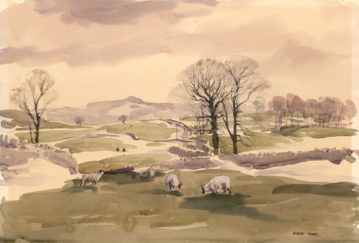Angus Bernard Rands PS (1922-1985) - 20th Century Watercolour, Grazing Sheep