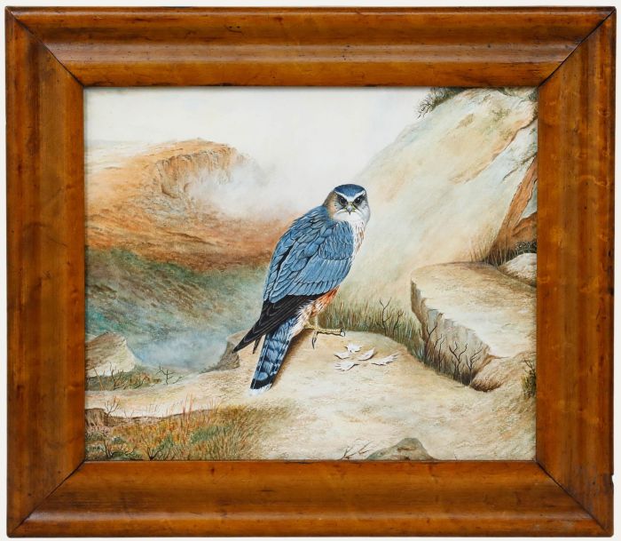 Folk Art Mid 20th Century Watercolour - Study of a Merlin in the Wild