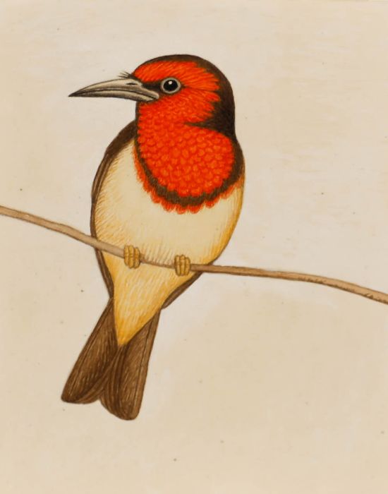 A. Twinning - 1960 Watercolour, Black Collared Barbet, East Africa