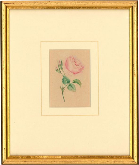 Framed Late 19th Century Watercolour - Study of a Rose