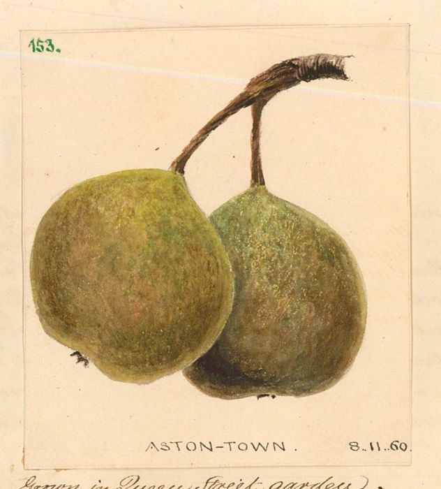 1860 Watercolour - Aston-Town Pears