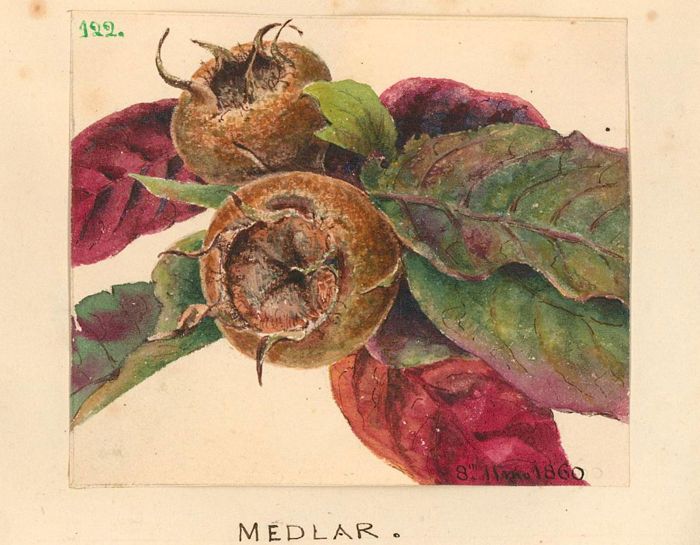 Mid 19th Century Watercolour - Medlar Apple