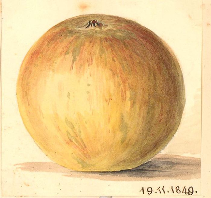 1849 Watercolour - Apple