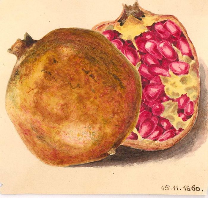 1860 Watercolour - Pomegranate