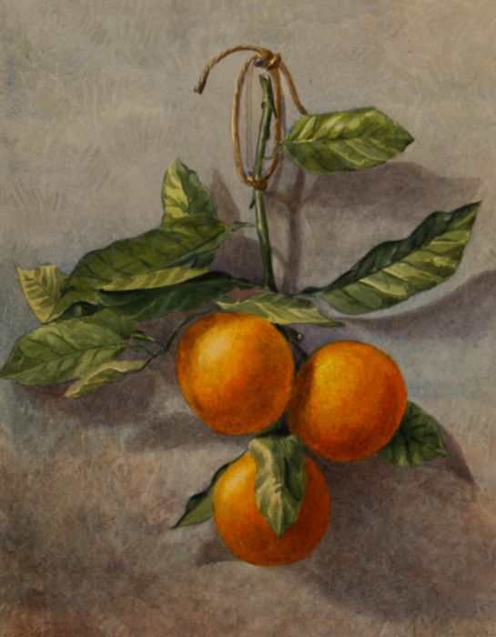 Early 20th Century Watercolour - Still Life of Oranges