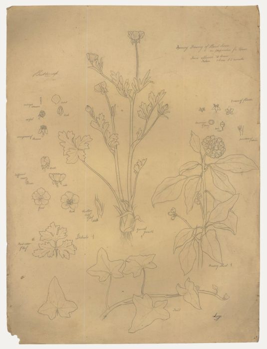 William H. Ladd - Early 20th Century Graphite Drawing, Spring Botanical Studies