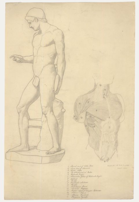 William Henry Ladd - Early 20th Century Graphite Drawing, Muscles of the Torso