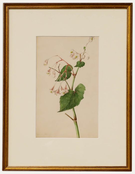 Madame F.C. Byrne (1789-1876) - Mid 19th Century Watercolour, Bigonia Discolor 