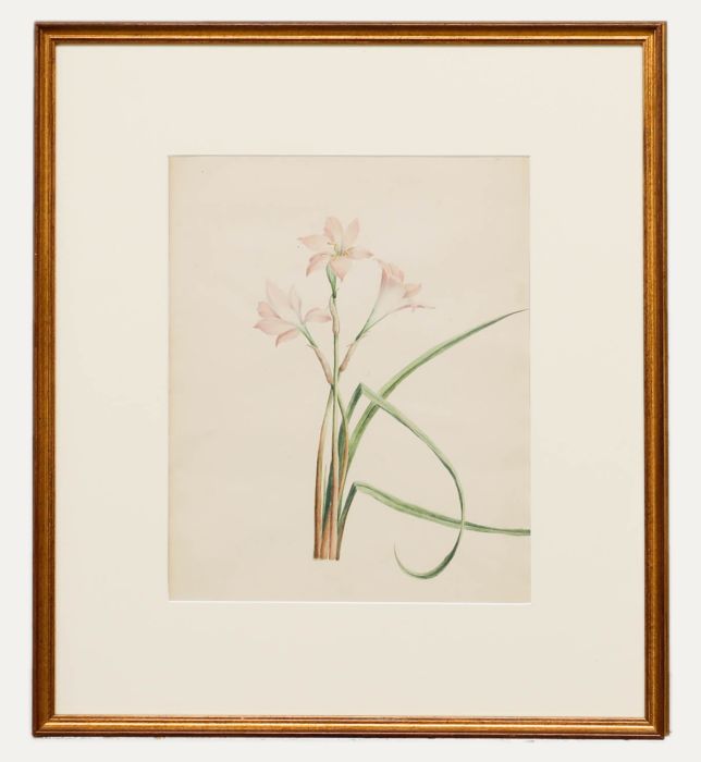 Madame F.C. Byrne (1789-1876) - Mid 19th Century Watercolour, Alstroemeria