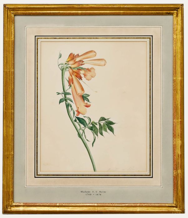 Madame F.C. Byrne (1789-1876) - Mid 19th Century Watercolour, Foxgloves