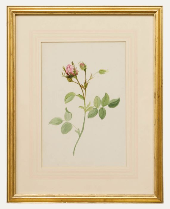 English School 19th Century Watercolour - Pink Rose Bud