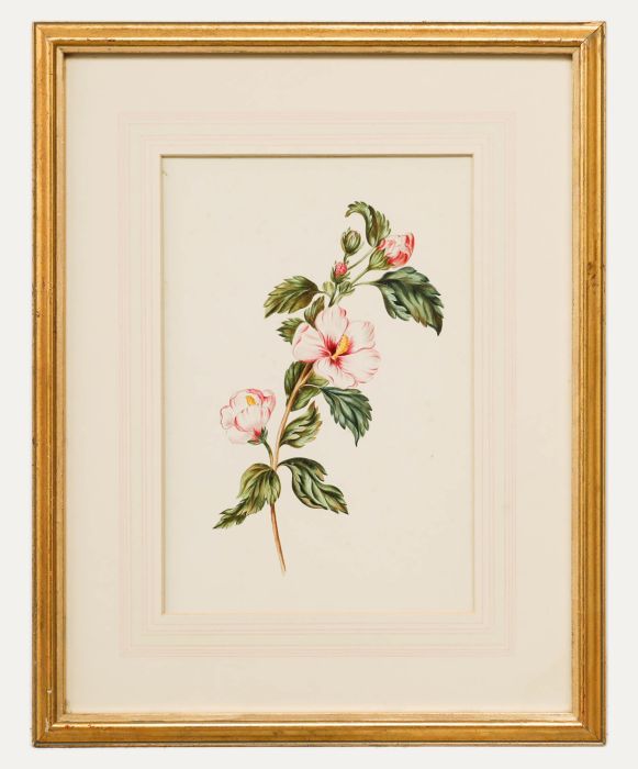 English School 19th Century Watercolour - Hibiscus