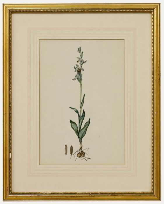 English School 19th Century Watercolour - Bee Orchid