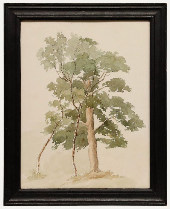 Framed Early 20th Century Watercolour - Study of an Oak Tree