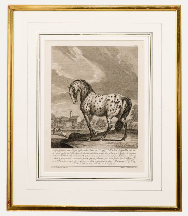 Johann Elias Ridinger (1698-1767)  - 18th Century Engraving, Knabstrupper