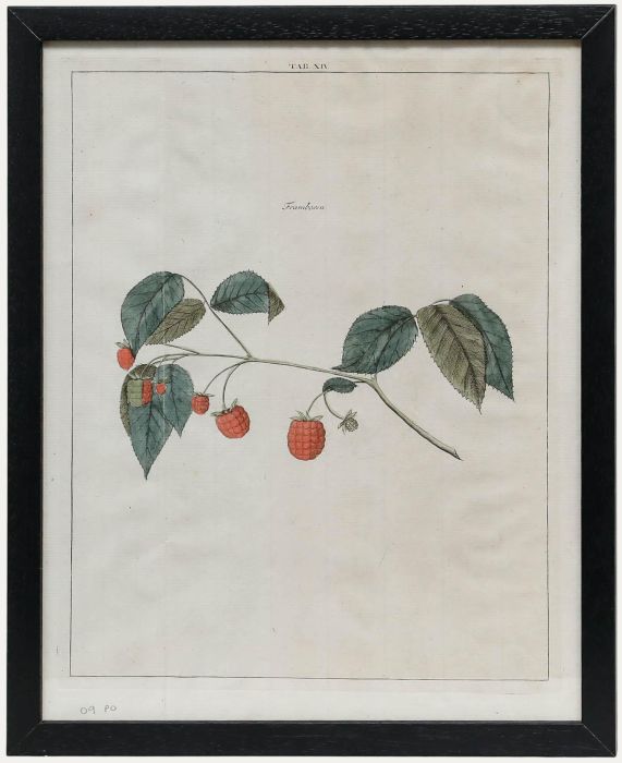 After Johann Hermann Knoop (1700-1769) - 19th Century Engraving, Raspberries
