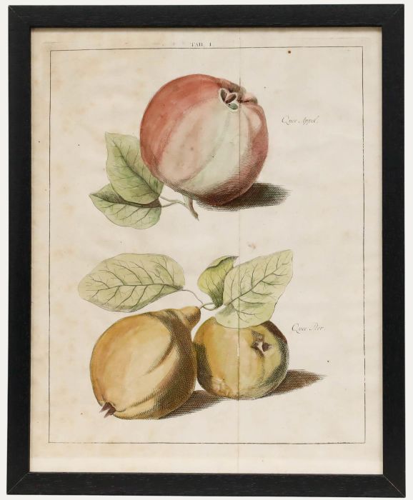 After Johann Hermann Knoop (1700-1769)- 19th Century Engraving, Apples and Pears