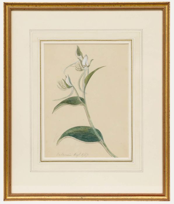 Framed Mid 19th Century Watercolour - Dalhousie I