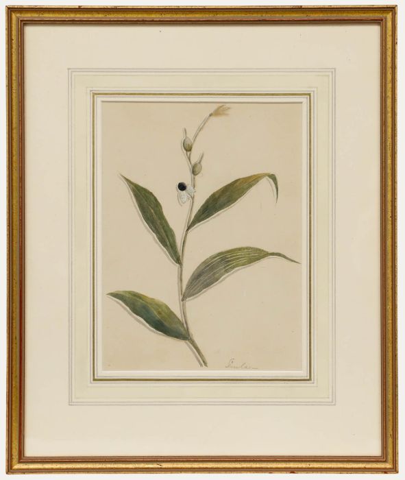 Framed Mid 19th Century Watercolour - Botanical Study with Seed Pods