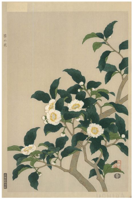 Nisaburo Ito (1910-1988) - Mid 20th Century Japanese Woodblock, Tea Tree Blossom
