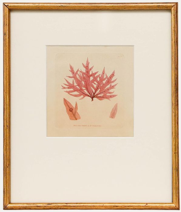 Framed 19th Century Engraving - Fucus hypoglossum