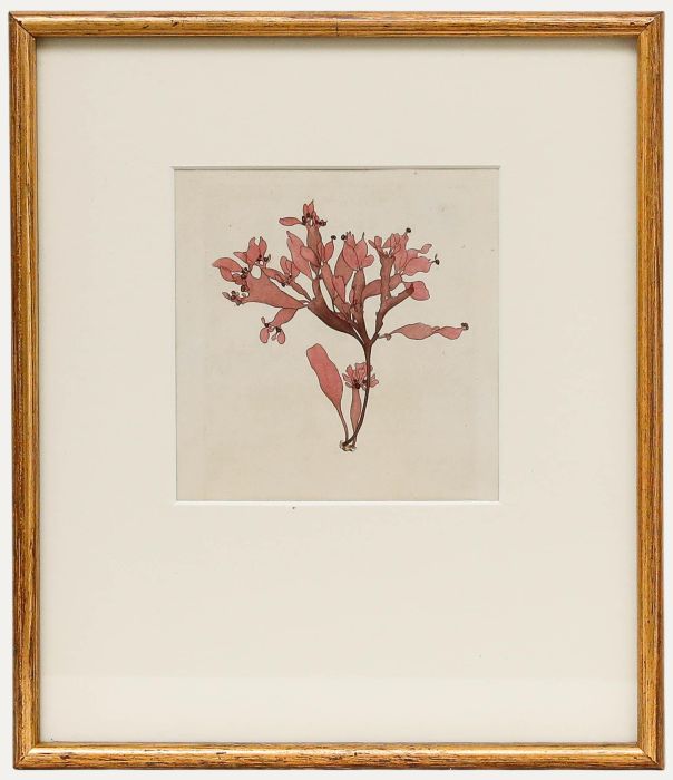 Framed 19th Century Engraving - Fucus brodiaei