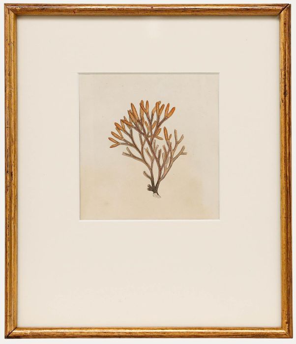 Framed 19th Century Engraving - Fucus canaliculatus