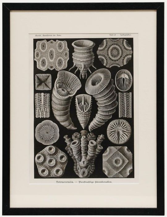 Framed Mid 20th Century Lithograph - Four-rayed Star Corals