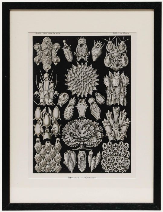Framed Mid 20th Century Lithograph - Moss Animals