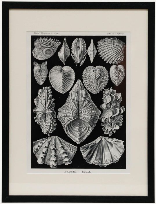 Framed Mid 20th Century Lithograph - Mussels