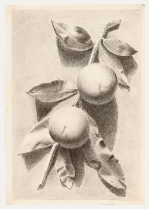19th Century Graphite Drawing - Peaches