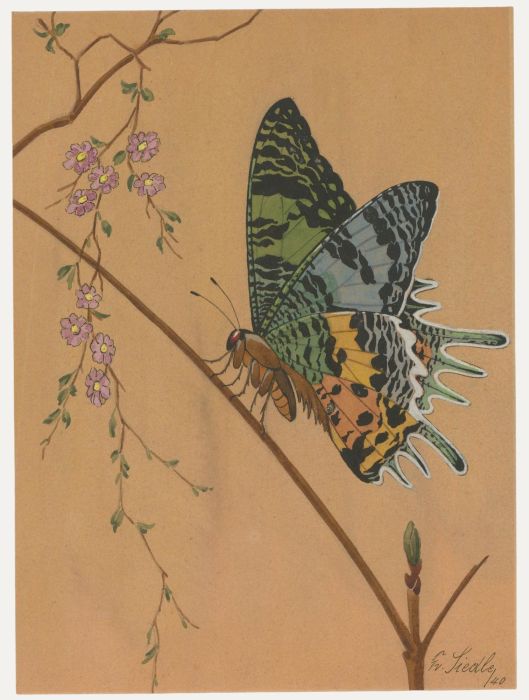 Fr. Siedler - Mid 20th Century Watercolour, Study of a Butterfly