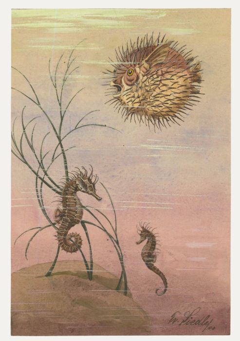 Fr. Siedler - Mid 20th Century Watercolour, Seahorse & Puffer Fish