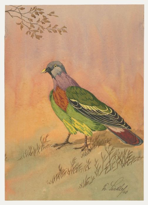 Fr. Siedler - Mid 20th Century Watercolour, Pink-Necked Green Pigeon