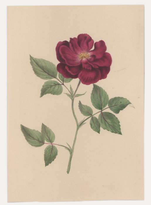 Sophia Katherine Charleton (1789-1844) - Watercolour, French Rose