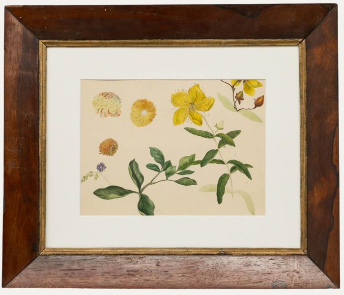Sophia Katherine Charleton (1789-1844) - Watercolour, Rose of Sharon