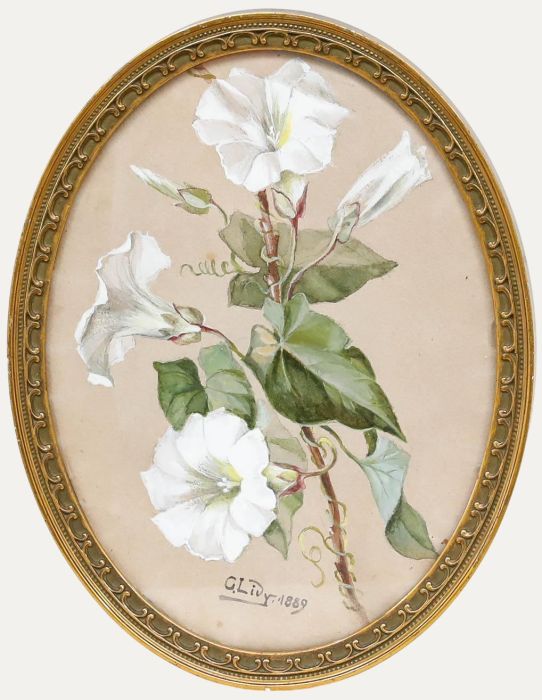 C. Lidy - Framed 1889 Gouache, Morning Glory