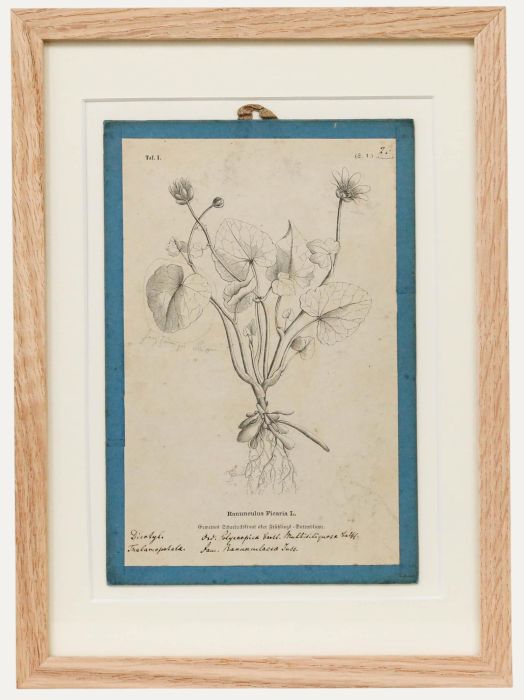 Native Flora of Europe - Framed 19th Century Lithograph, Ranunculus Ficaria