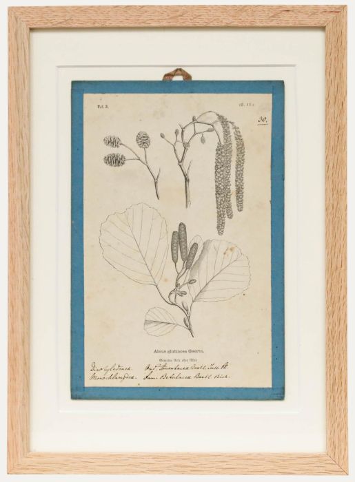 Native Flora of Europe - Framed 19th Century Lithograph, Alnus Glutinosa