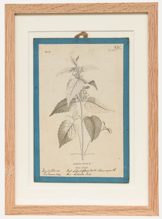 Native Flora of Europe - Framed 19th Century Lithograph, Lamium Album