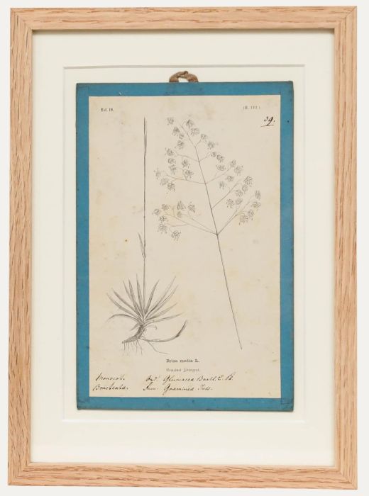 Native Flora of Europe - Framed 19th Century Lithograph, Briza Media