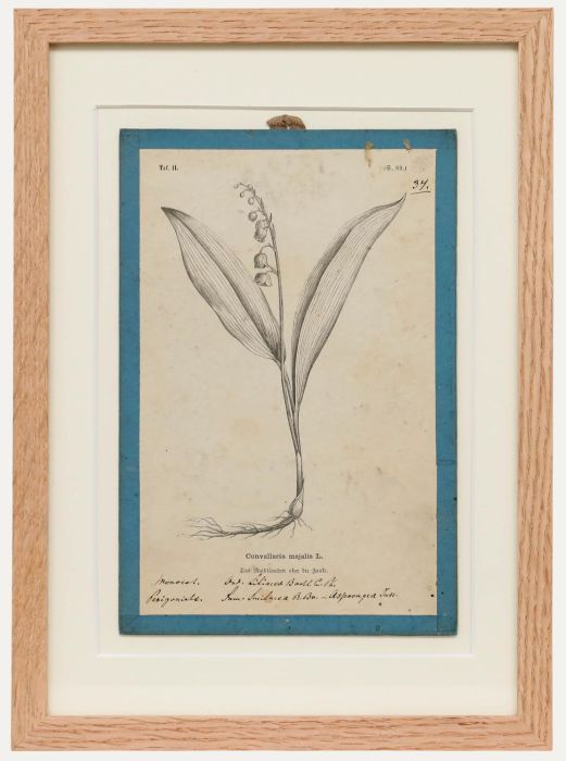 Native Flora of Europe - Framed 19th Century Lithograph, Convallaria majalis
