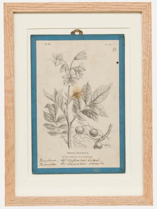 Native Flora of Europe - Framed 19th Century Lithograph, Solanum Tuberosum