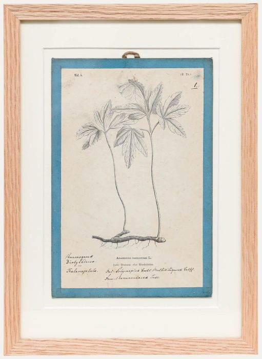 Native Flora of Europe - Framed 19th Century Lithograph, Anemone Nemorosa
