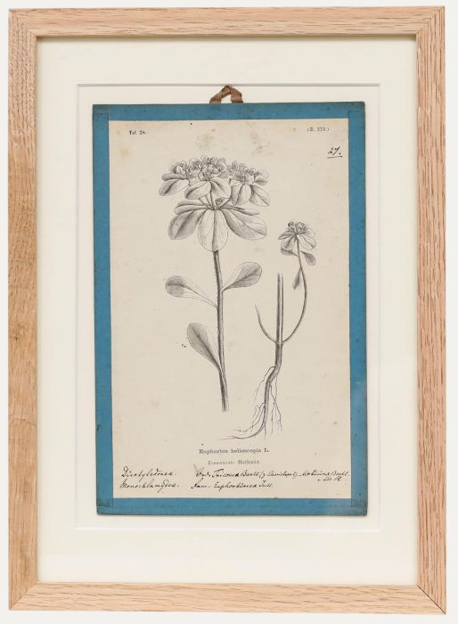 Native Flora of Europe - Framed 19th Century Lithograph, Euphorbia Helioscopia