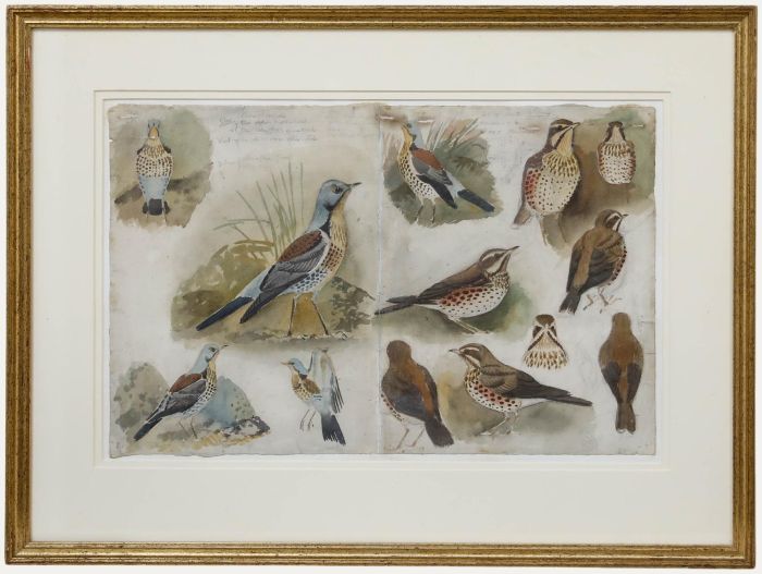 James Thomas Armour Osborne (1907-1979) - Watercolour, Fieldfare and Redwing