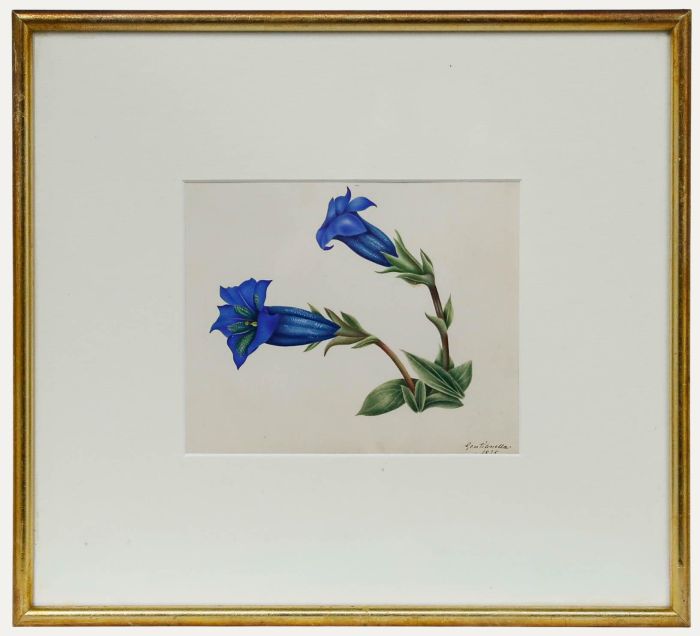 English School Early 19th Century Watercolour - Gentianella