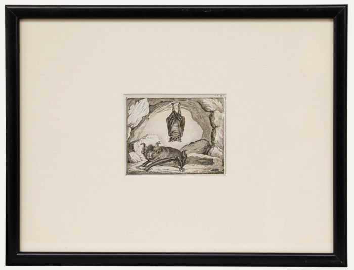 Georges Cuvier (1769-1832) - Early 19th Century Engraving, A Pair of Bats