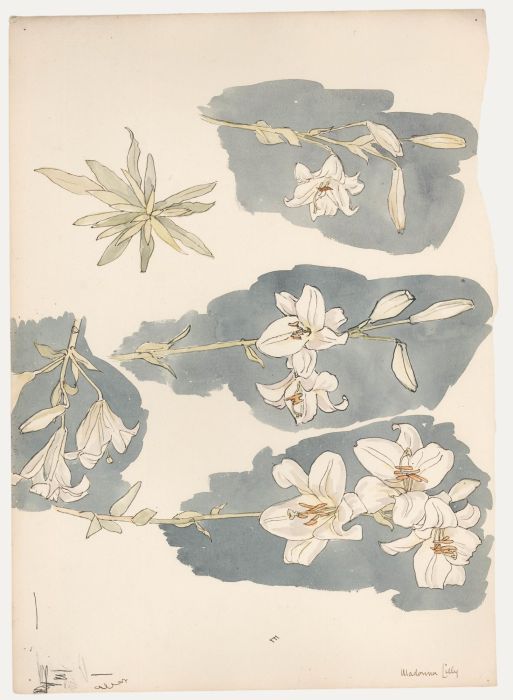 Leslie Charles Boyce (1892-1989) - Mid 20th Century Watercolour, Madonna Lilly